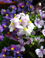 Be Your Bliss Meryl Chodosh-Weiss