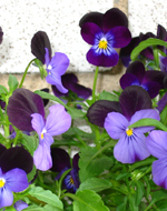 Be Your Bliss Meryl Chodosh-Weiss